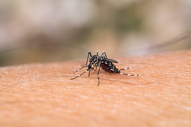 Aumentan casos de dengue en Colombia en 2019